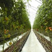 Автоматические системы полива теплиц и открытого грунта.